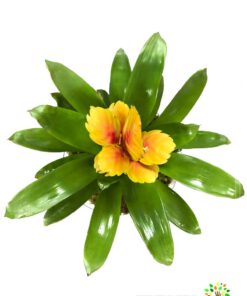 گیاه گازمانیا با گلهای زیبا با ماندگاری بالا در صورت عدم نمایش عکس گیاه گازمانیا با تیم پشتیبانی مجموعه پارادایس هماهنگ کنید.