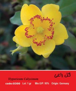 بذر گل راعی Hypericum perforatum