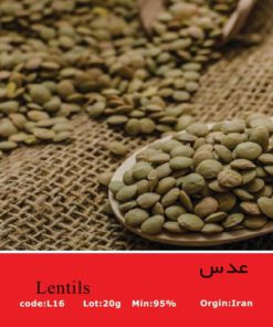 بذر عدس سبز Green Lentils