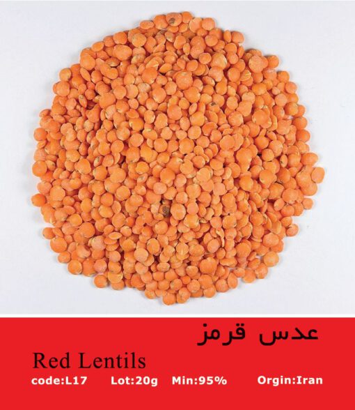 بذر عدس قرمز Red Lentils