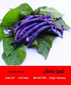 بذر لوبیا بنفش Purple Bean