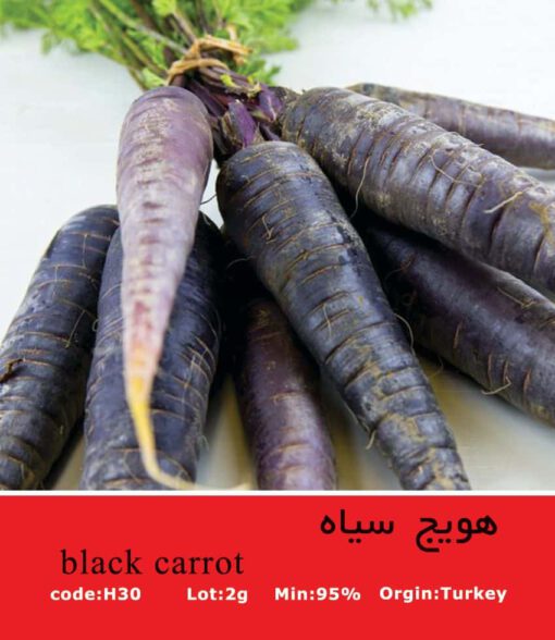 بذر هویج سیاه Black Carrot