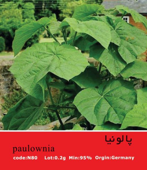 بذر درخت پالونیا Paulownia