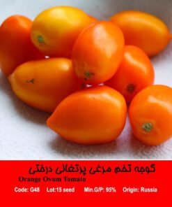 بذر گوجه تخم مرغی پرتغالی Orange Ovum Tomatoدرختی