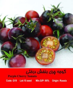 گوجه چری بنفش درختی Purple Cherry Tomato