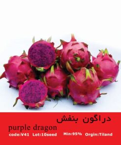 بذر میوه دراگون بنفش purple_dragon