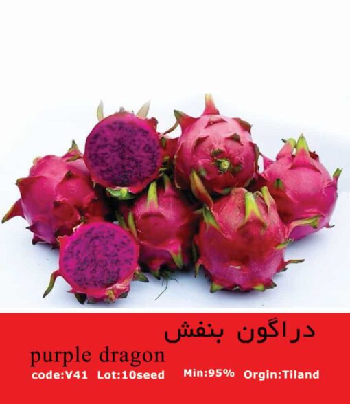 بذر میوه دراگون بنفش purple_dragon