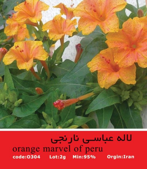 بذر گل لاله عباسی نارنجی (Orange Mirabilis jalapa)
