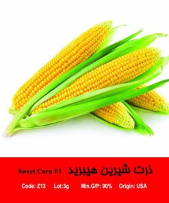 بذر ذرت شیرین هیبرید Sweet Corn F1