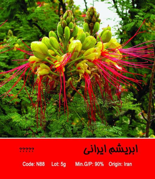 بذر درخت ابریشم ایرانی