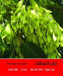 بذر درخت زبان گنجشک Fraxinus Excelsior