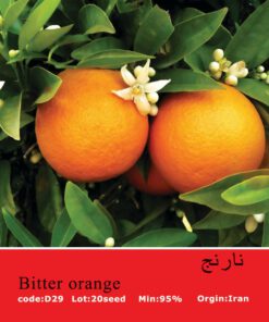 بذر درخت نارنج Bitter Orange