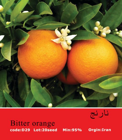 بذر درخت نارنج Bitter Orange