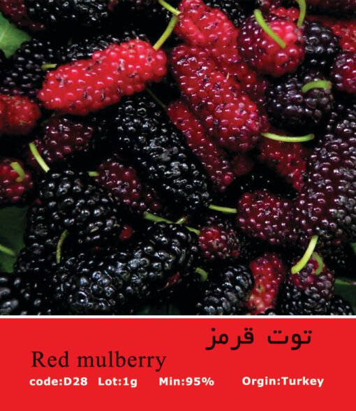 بذر درخت توت قرمز Red Mulberry