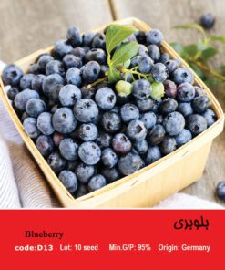 بذر میوه بلوبری Blueberry