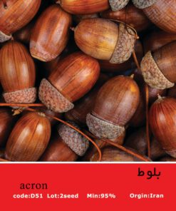 بذر میوه بلوط Acron