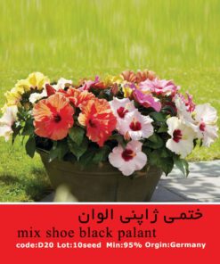 بذر گل ختمی ژاپنی الوان Mix Shoe Black Palant