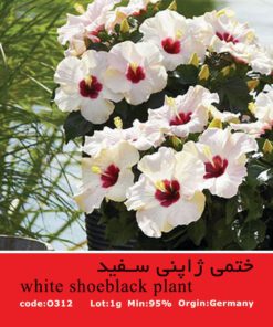 بذر گل ختمی ژاپنی سفید White Shoeblack Plant