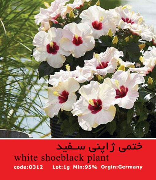 بذر گل ختمی ژاپنی سفید White Shoeblack Plant