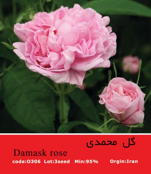 بذر گل محمدی Damask Rose