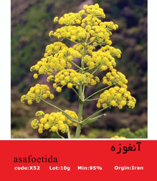بذر گیاه آنغوزه Asafoetida