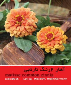 بذر گیاه آهار دورنگ نارنجی Matisse Common Zinnia