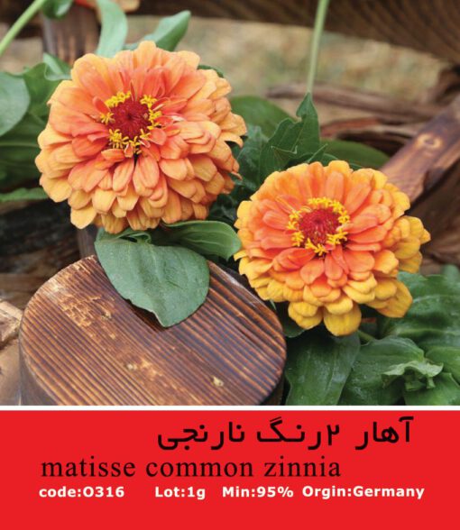 بذر گیاه آهار دورنگ نارنجی Matisse Common Zinnia