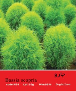 بذر گیاه جارو Bassia Scopria