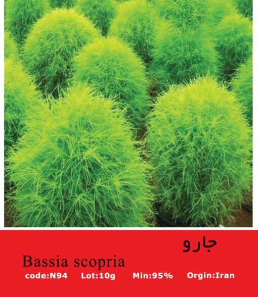 بذر گیاه جارو Bassia Scopria