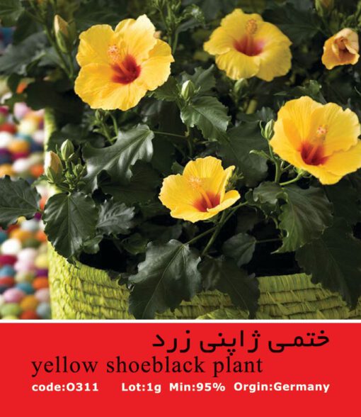 بذر گل ختمی ژاپنی زرد Yellow Shoeblack Plant