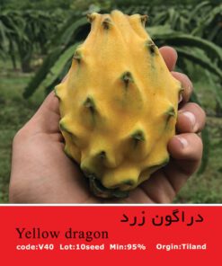بذر گیاه دراگون زرد Yellow Dragon