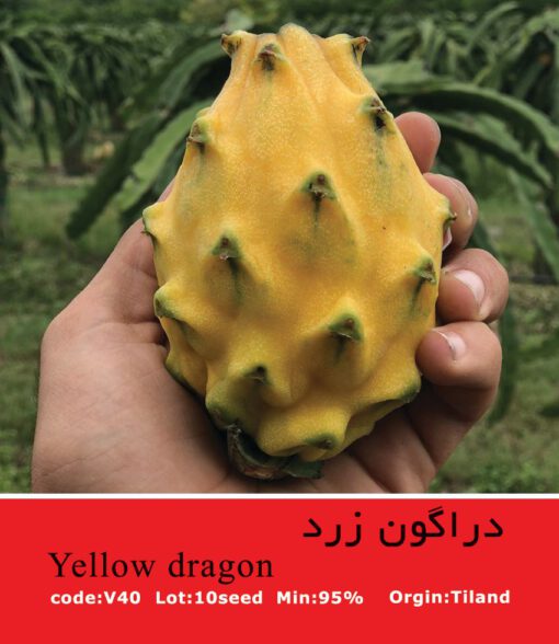 بذر گیاه دراگون زرد Yellow Dragon