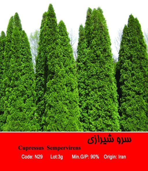 بذر درخت سرو شیرازی Cupressuse Sempervirens