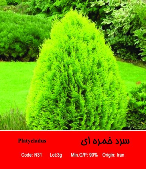 بذر درخت سرو خمره ای Platycladus