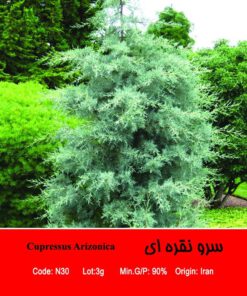 بذر درخت سرو نقره ای Cupressus Arizonica
