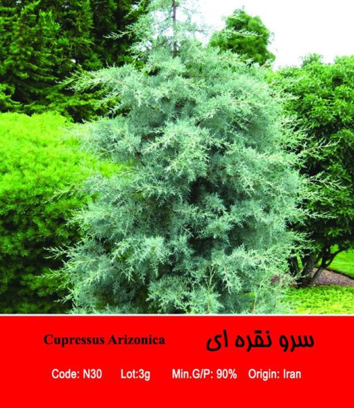 بذر درخت سرو نقره ای Cupressus Arizonica