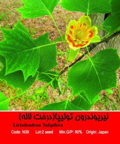 بذر درخت لیریوندرون تولیپا Liriodendron Tulipifera