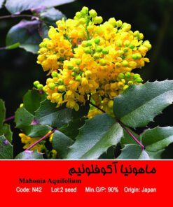 بذر درخت ماهونیا آکوفلوئیم Mahonia Aquifolium