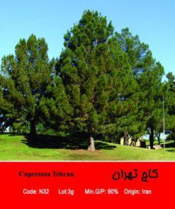 بذر درخت کاج تهران Cupressus Tehran