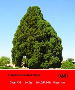 بذر درخت کاج زربین Cupressus Sempervirens