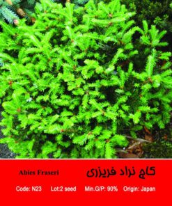 بذر درخت کاج نراد فریزری Abies Fraseri