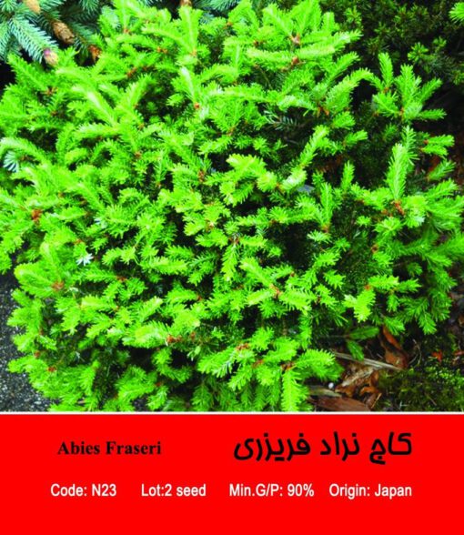 بذر درخت کاج نراد فریزری Abies Fraseri