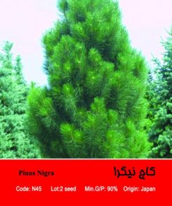 بذر درخت کاج نیگرا Pinus Nigra