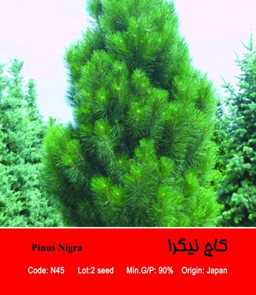بذر درخت کاج نیگرا Pinus Nigra