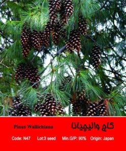 بذر درخت کاج والیچیانا Pinus Wallichiana