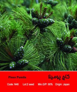 بذر درخت کاج پومیلا Pinus Pumila