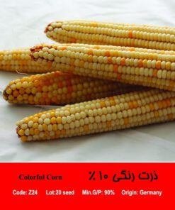 بذر ذرت رنگی 10 درصد Colorful Corn