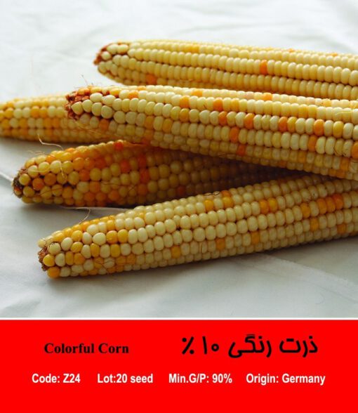 بذر ذرت رنگی 10 درصد Colorful Corn