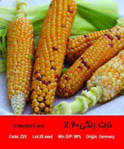 بذر ذرت رنگی 20 درصد Colorful Corn
