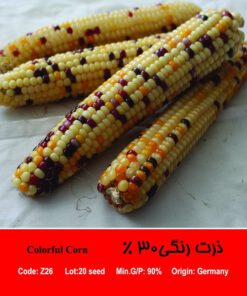 بذر ذرت رنگی 30 درصد Colorful Corn